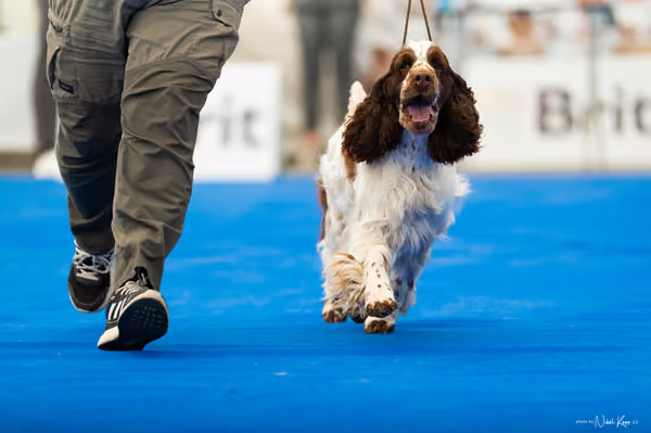 For Pets Cup – DOSPĚLÝ