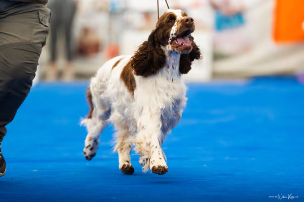 For Pets Cup – DOSPĚLÝ