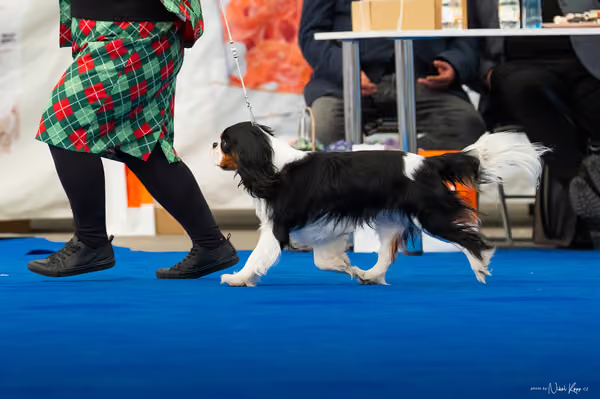 For Pets Cup – DOSPĚLÝ