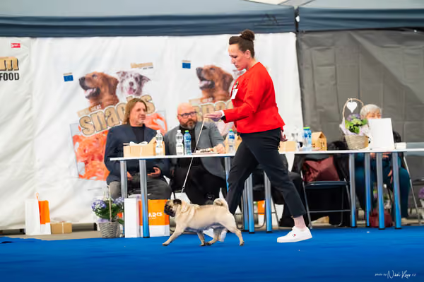 For Pets Cup – DOSPĚLÝ