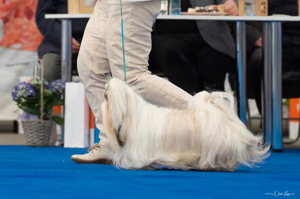 For Pets Cup – DOSPĚLÝ