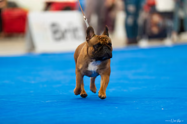 For Pets Cup – DOSPĚLÝ