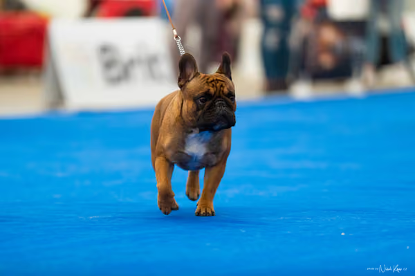 For Pets Cup – DOSPĚLÝ