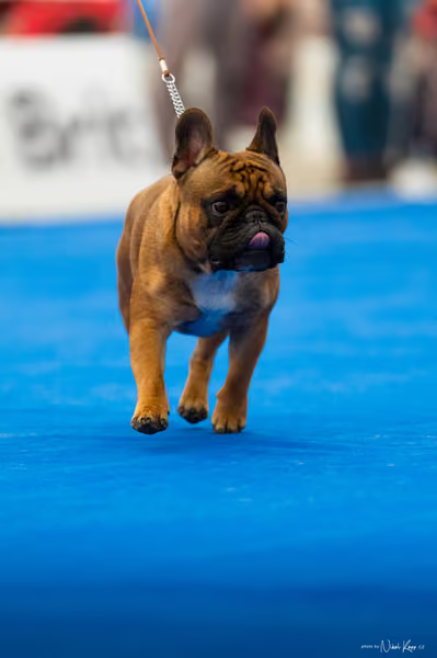 For Pets Cup – DOSPĚLÝ