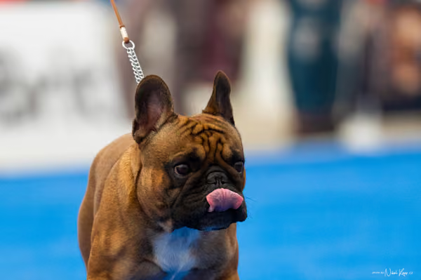 For Pets Cup – DOSPĚLÝ