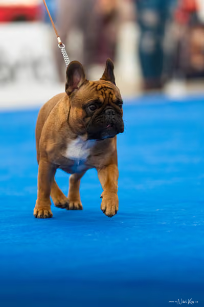 For Pets Cup – DOSPĚLÝ