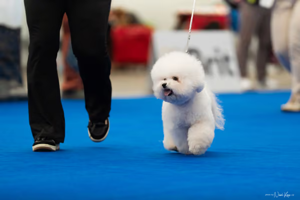 For Pets Cup – DOSPĚLÝ