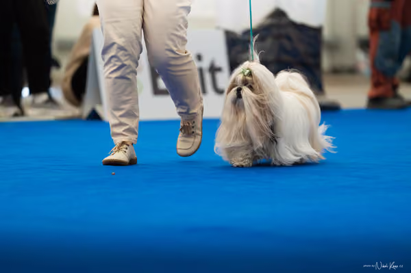 For Pets Cup – DOSPĚLÝ