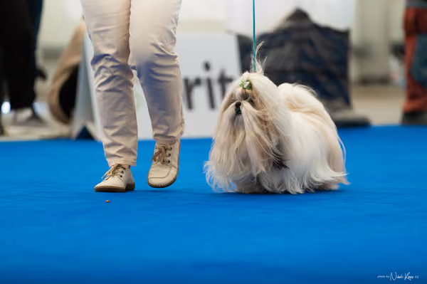 For Pets Cup – DOSPĚLÝ