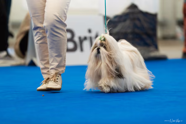 For Pets Cup – DOSPĚLÝ