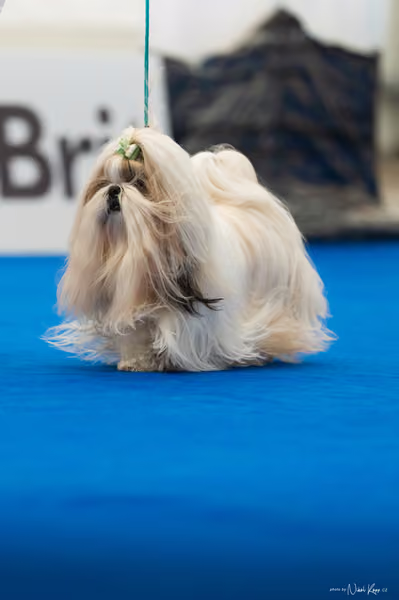For Pets Cup – DOSPĚLÝ