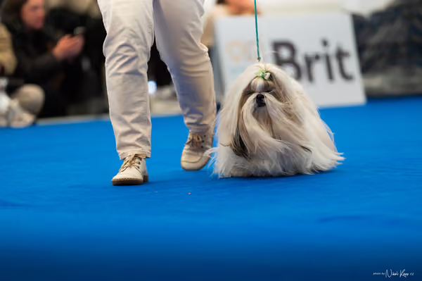 For Pets Cup – DOSPĚLÝ