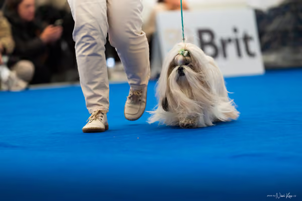 For Pets Cup – DOSPĚLÝ