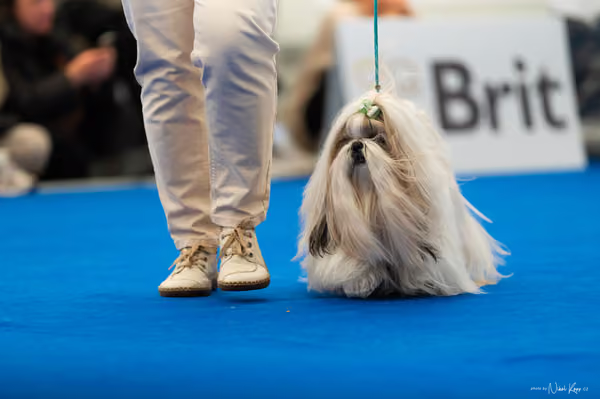 For Pets Cup – DOSPĚLÝ