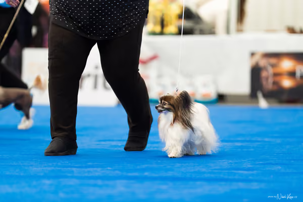 For Pets Cup – DOSPĚLÝ