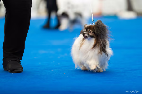 For Pets Cup – DOSPĚLÝ