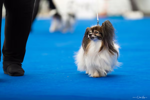 For Pets Cup – DOSPĚLÝ