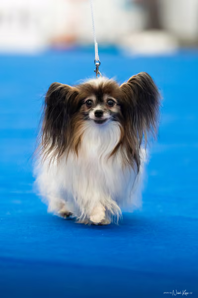 For Pets Cup – DOSPĚLÝ