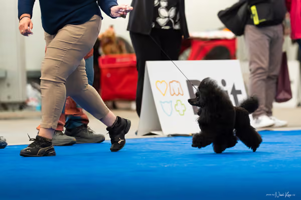 For Pets Cup – DOSPĚLÝ