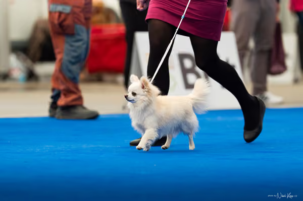 For Pets Cup – DOSPĚLÝ
