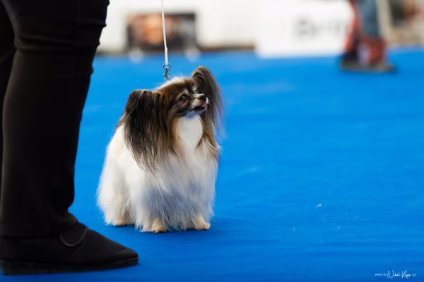 For Pets Cup – DOSPĚLÝ