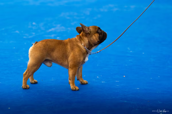 For Pets Cup – DOSPĚLÝ