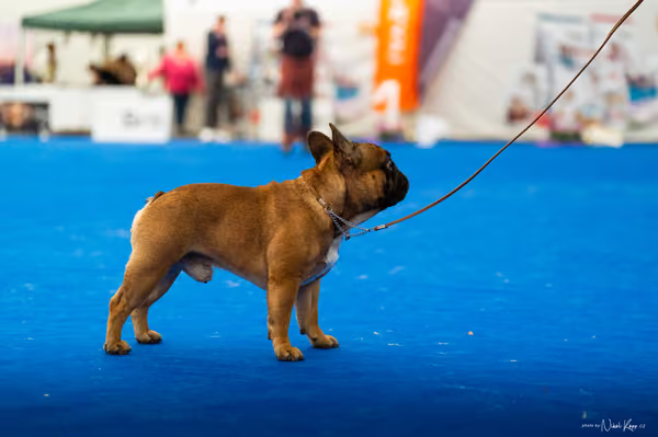 For Pets Cup – DOSPĚLÝ