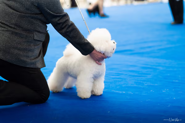 For Pets Cup – DOSPĚLÝ