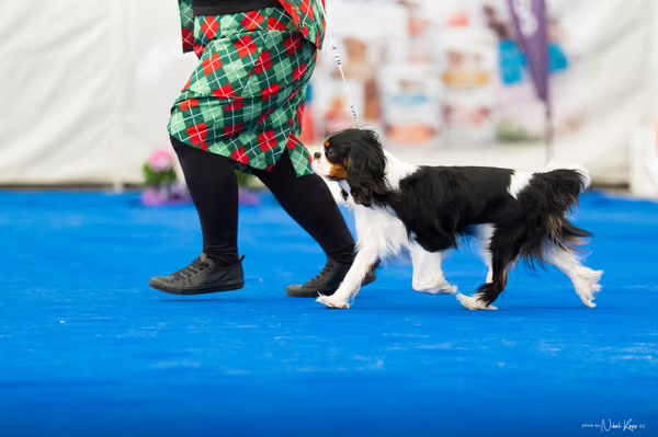 For Pets Cup – DOSPĚLÝ