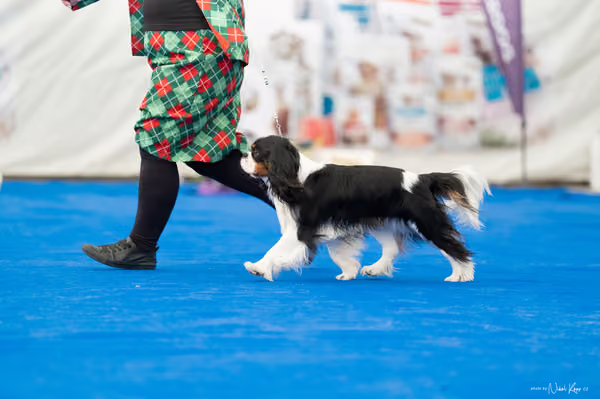 For Pets Cup – DOSPĚLÝ