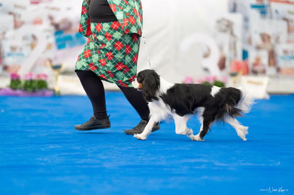 For Pets Cup – DOSPĚLÝ