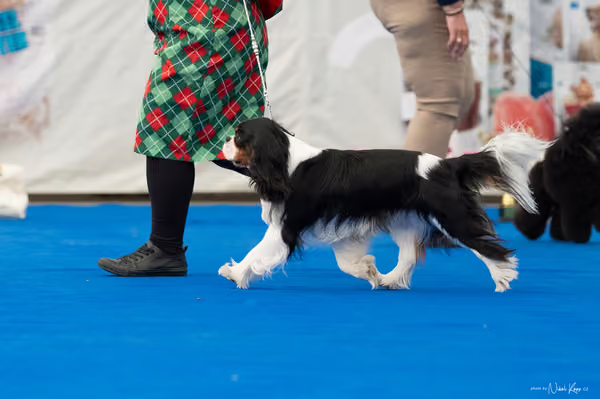 For Pets Cup – DOSPĚLÝ