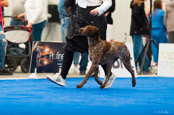 For Pets Cup – DOSPĚLÝ