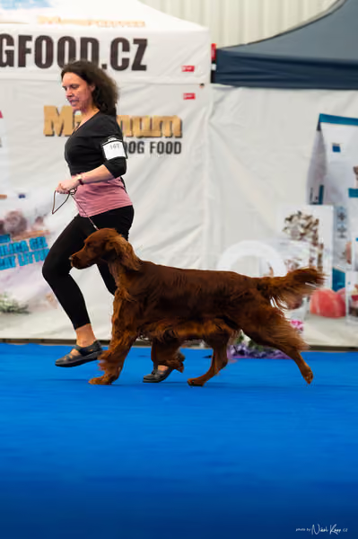 For Pets Cup – DOSPĚLÝ