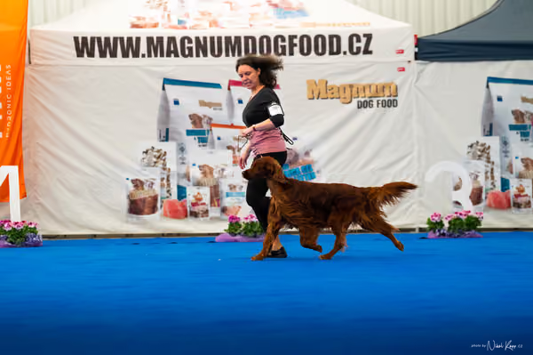 For Pets Cup – DOSPĚLÝ