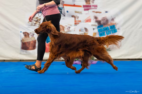For Pets Cup – DOSPĚLÝ