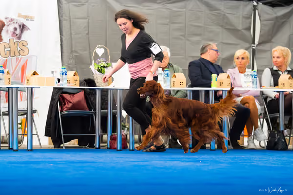 For Pets Cup – DOSPĚLÝ