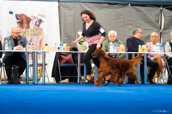 For Pets Cup – DOSPĚLÝ