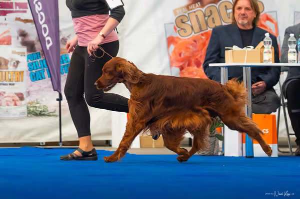 For Pets Cup – DOSPĚLÝ