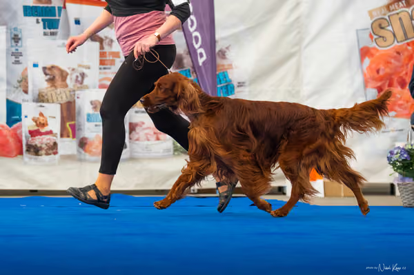 For Pets Cup – DOSPĚLÝ