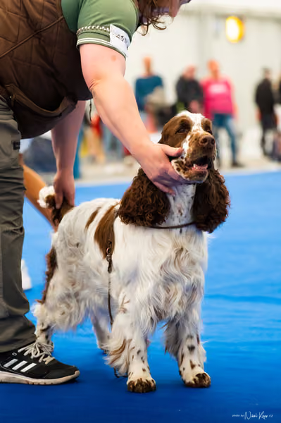 For Pets Cup – DOSPĚLÝ