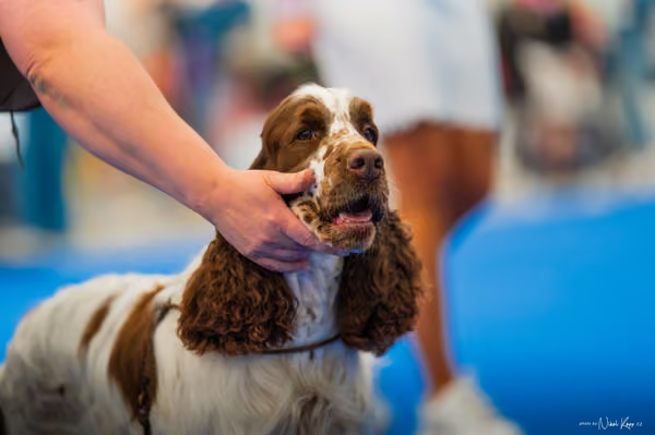 For Pets Cup – DOSPĚLÝ