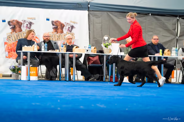 For Pets Cup – DOSPĚLÝ