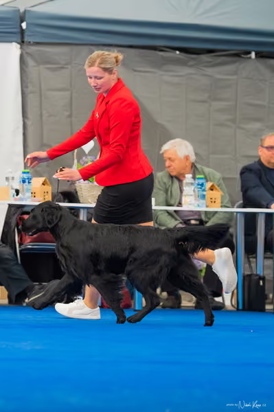 For Pets Cup – DOSPĚLÝ