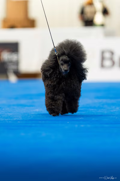 For Pets Cup – DOSPĚLÝ