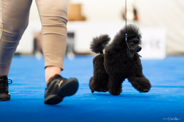 For Pets Cup – DOSPĚLÝ