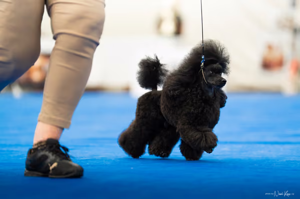 For Pets Cup – DOSPĚLÝ