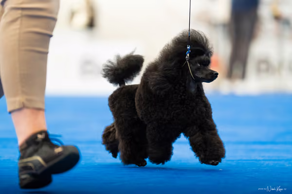For Pets Cup – DOSPĚLÝ