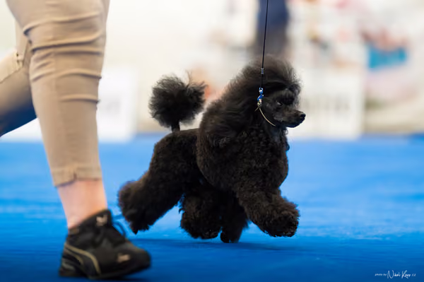 For Pets Cup – DOSPĚLÝ