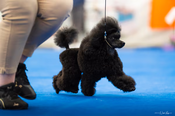 For Pets Cup – DOSPĚLÝ